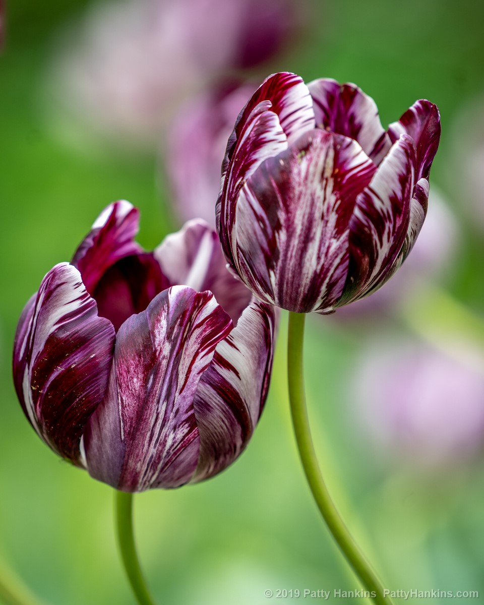 Gloria Nigram Tulips © 2019 Patty Hankins