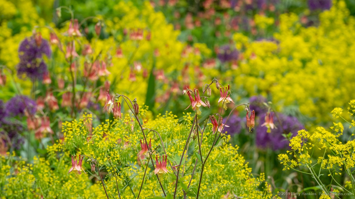 Columbine & Allium at Chanticleer Garden © 2019 Patty Hankins