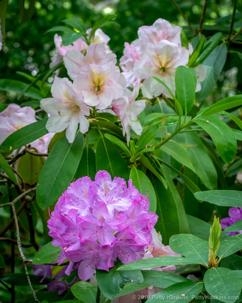 Rhododendron © 2019 Patty Hankins