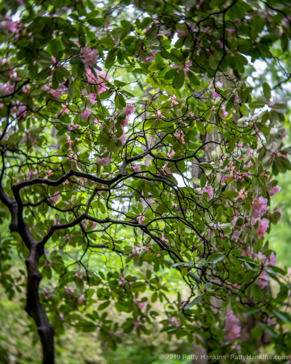 Rhododendron © 2019 Patty Hankins