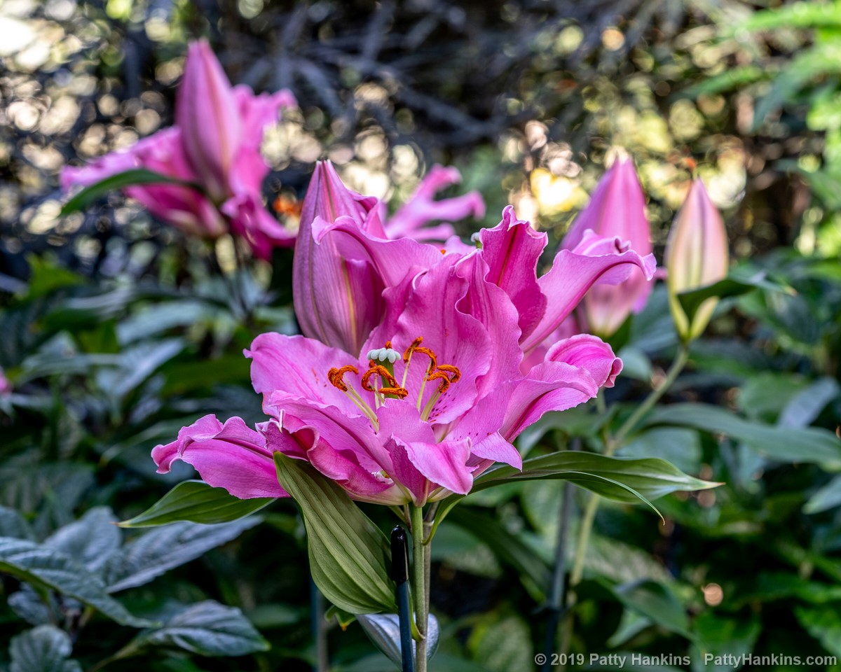 Benson Lilies © 2019 Patty Hankins