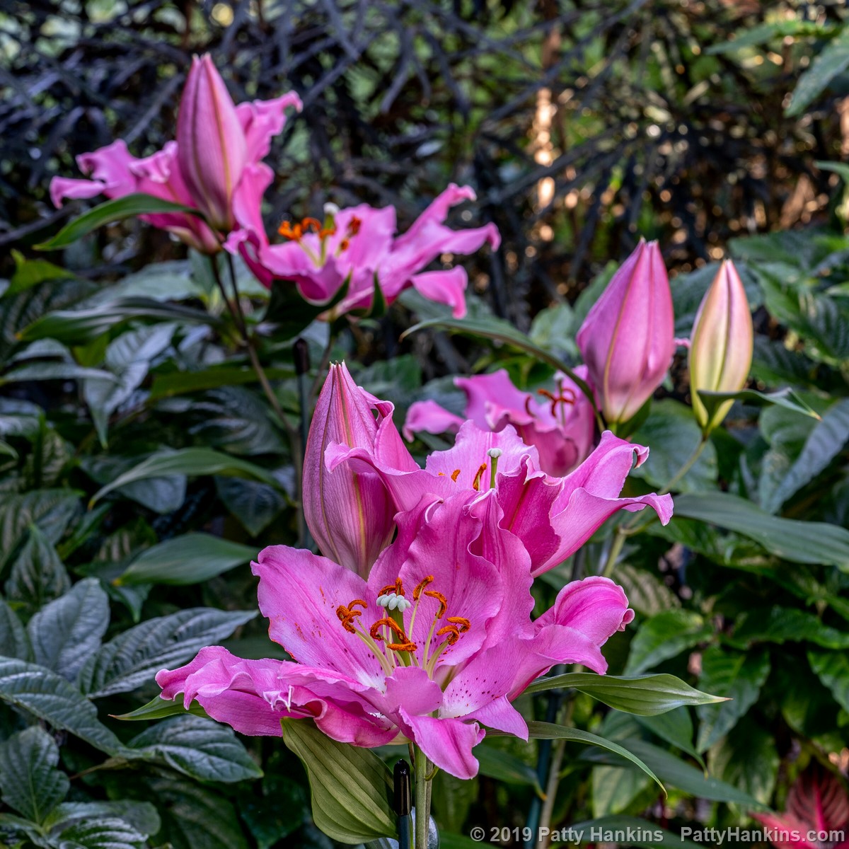 Benson Lilies © 2019 Patty Hankins