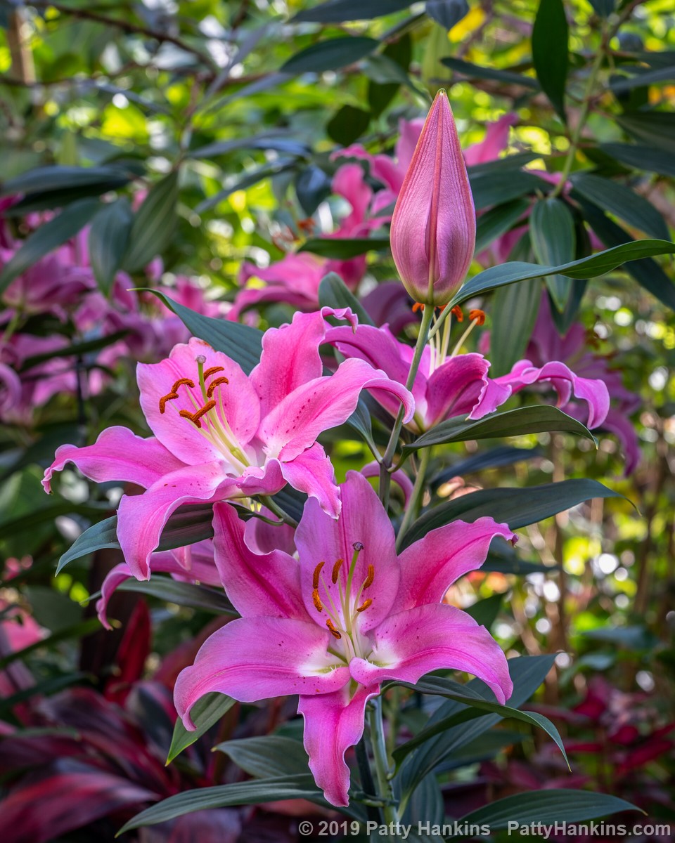Piceno Lilies © 2019 Patty Hankins