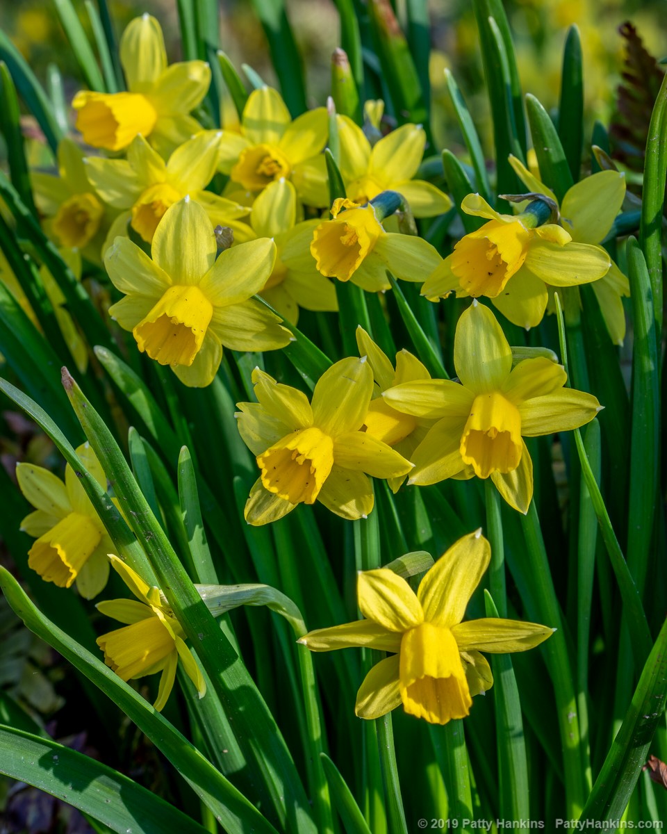 Daffodils © 2019 Patty Hankins