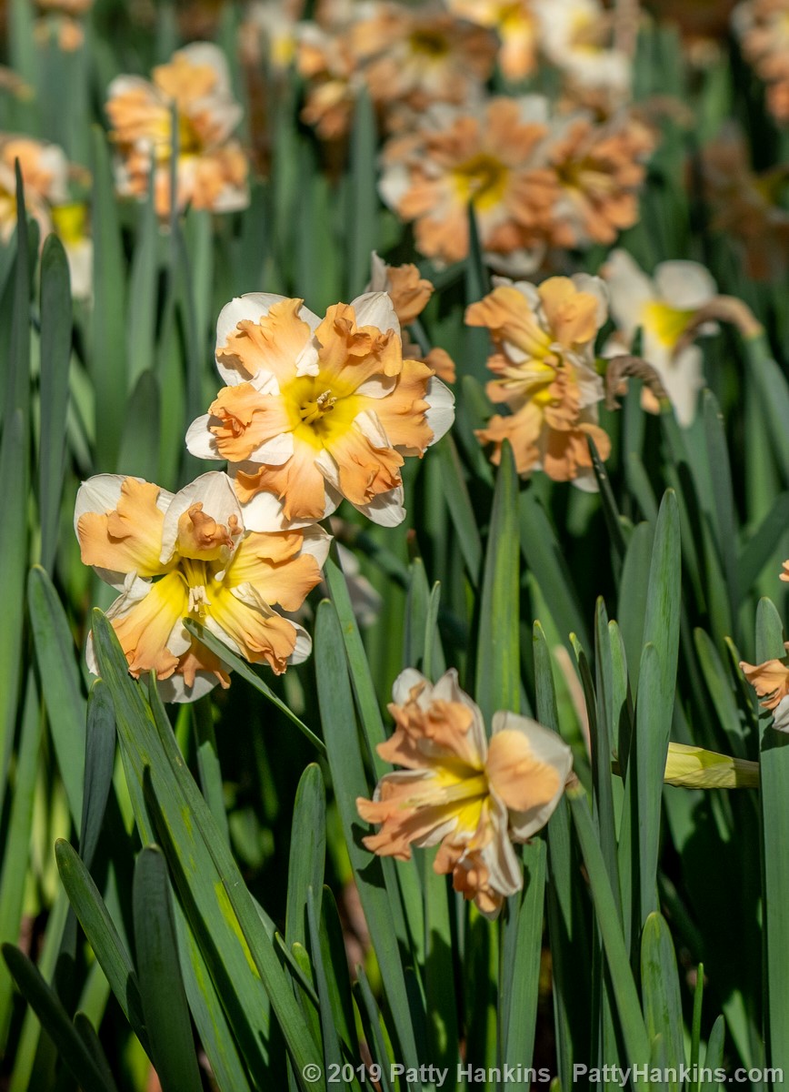 Cum Laude Daffodils © 2019 Patty Hankins