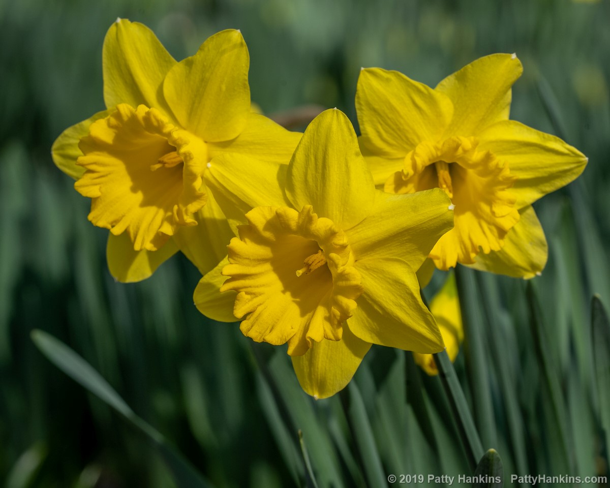 Gigantic Star Daffodils © 2019 Patty Hankins