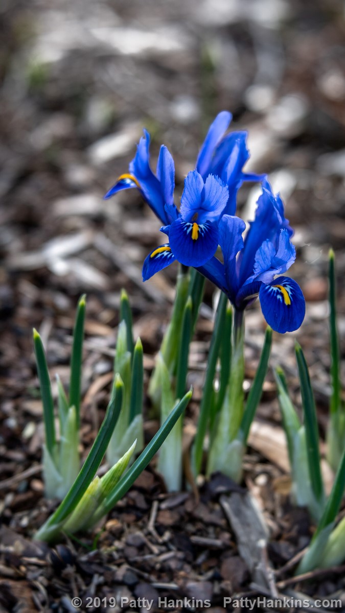Dwarf Irises © 2019 Patty Hankins
