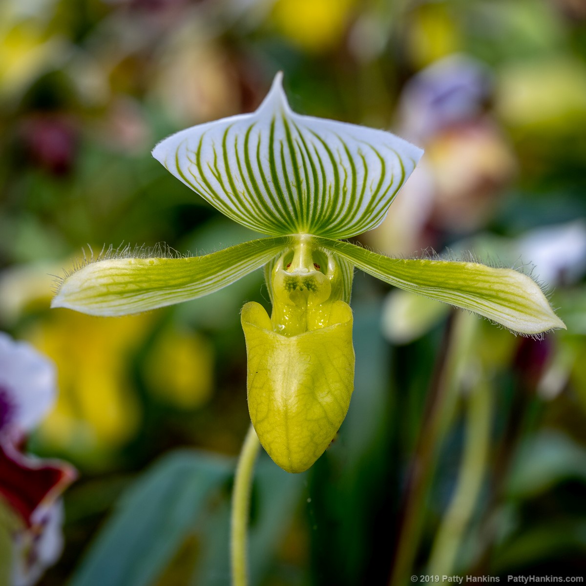 Orchid © 2019 Patty Hankins