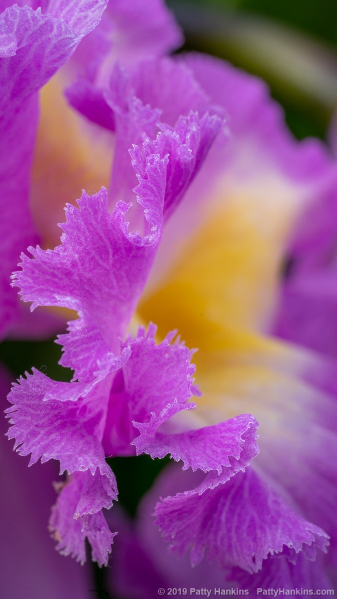 Orchid Ruffles © 2019 Patty Hankins