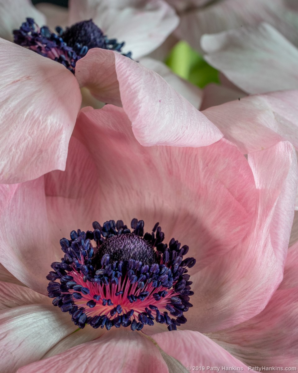 Pink & White Poppy Aneomones © 2019 Patty Hankins