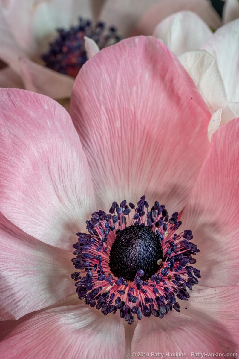 Pink & White Poppy Aneomones © 2019 Patty Hankins