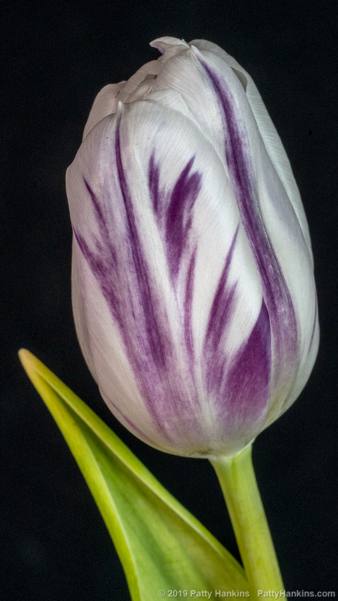 Purple & White Tulip © 2019 Patty Hankins