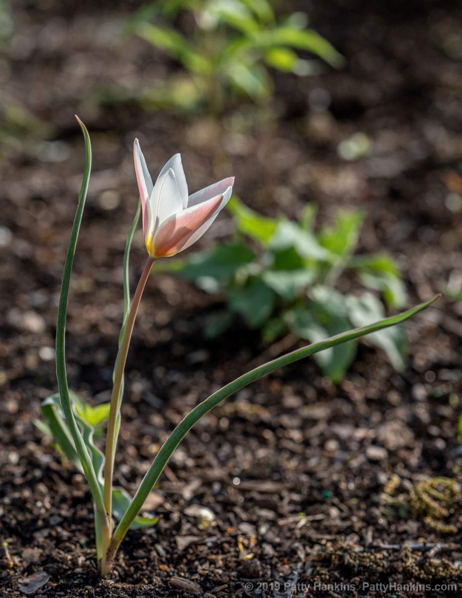 Lady Jane Tulips © 2019 Patty Hankisn