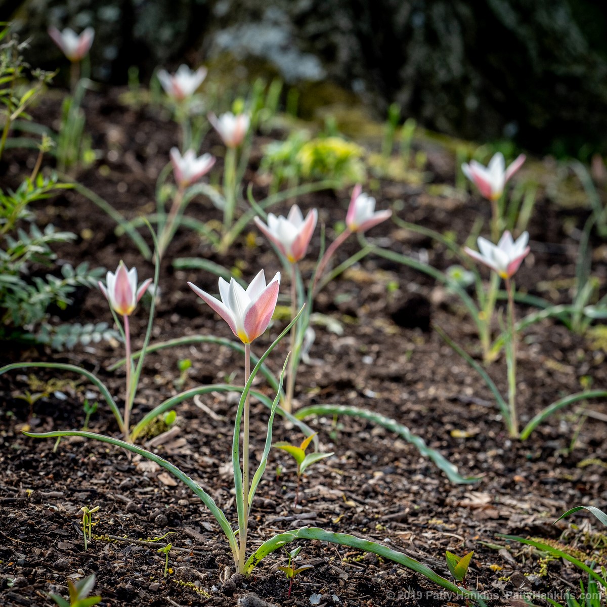 Lady Jane Tulips © 2019 Patty Hankisn