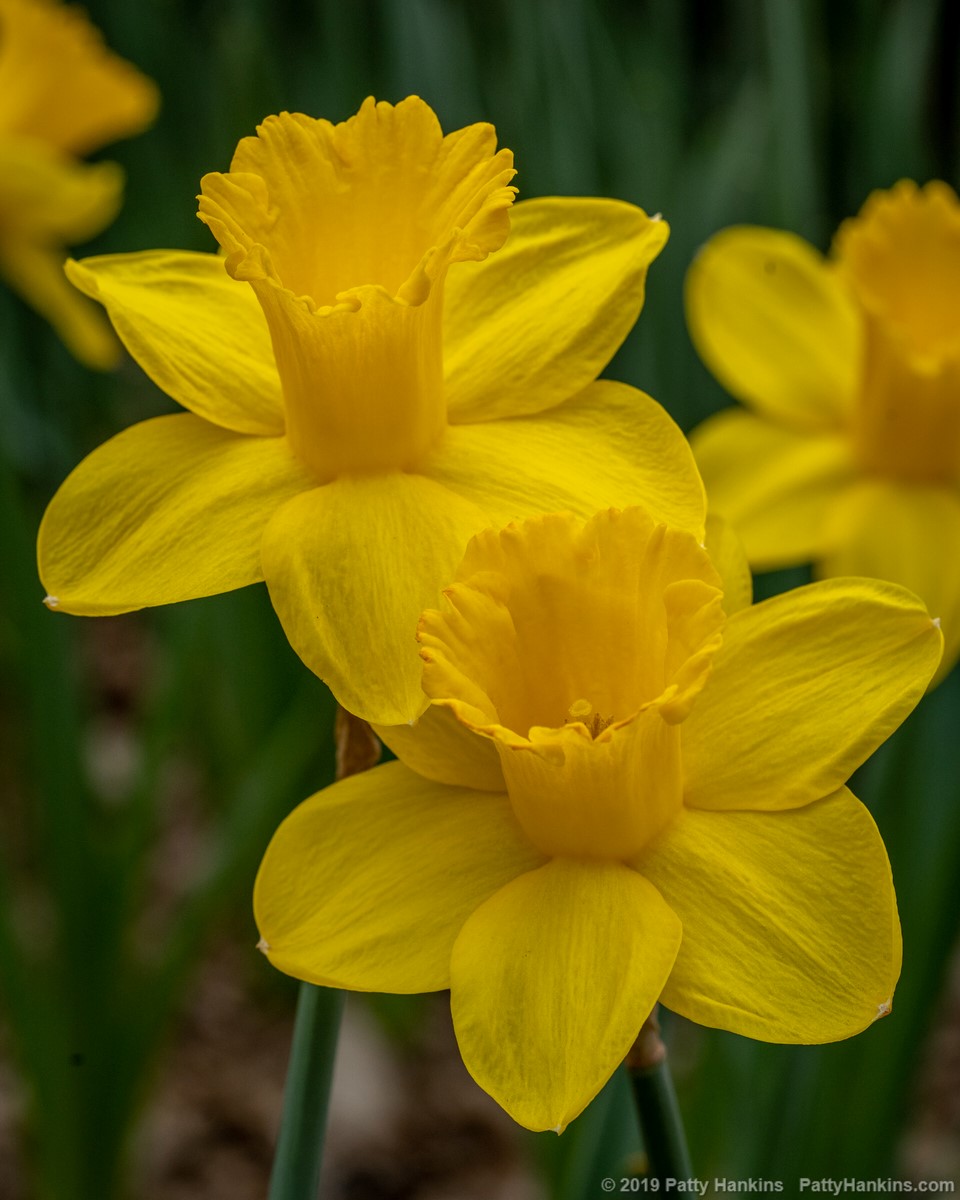 Yellow Daffodils © 2019 Patty Hankins