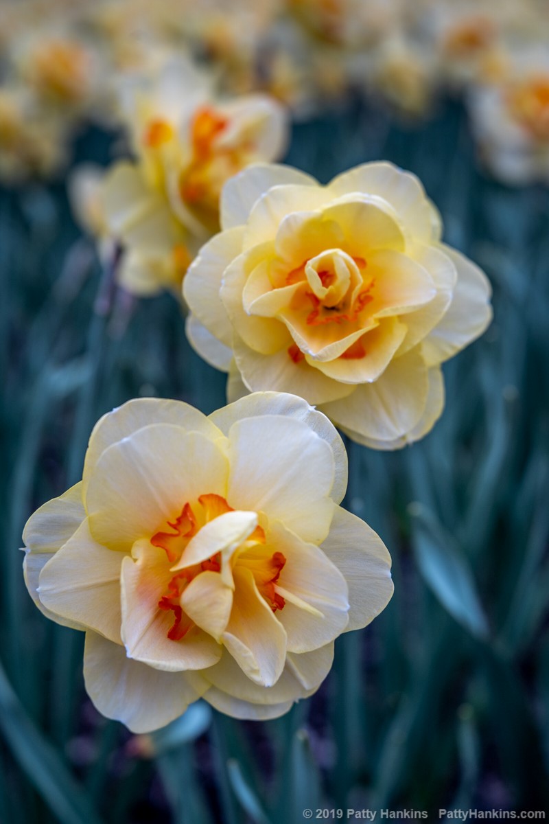 Tahiti Daffodils © 2019 Patty Hankins
