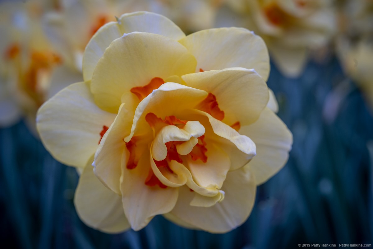 Tahiti Daffodils © 2019 Patty Hankins