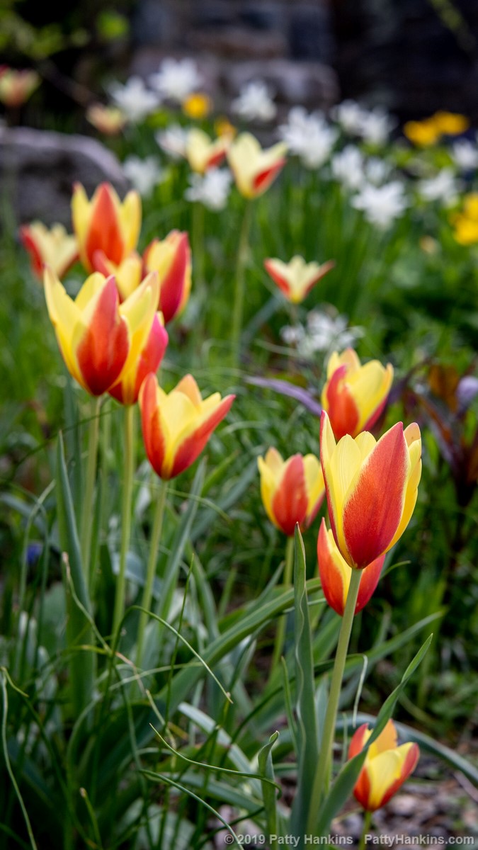 Tulips © 2019 Patty Hankins