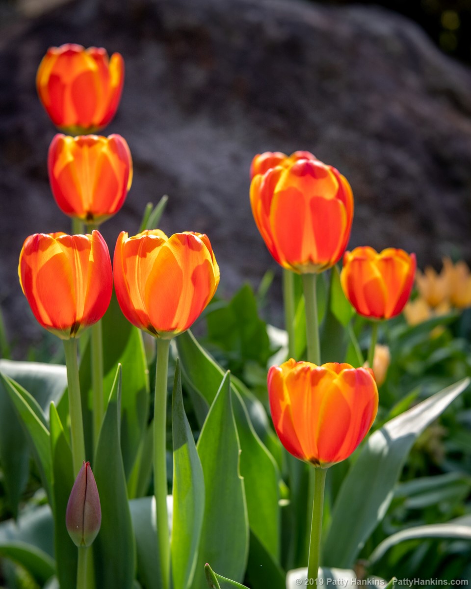 Tulips © 2019 Patty Hankins
