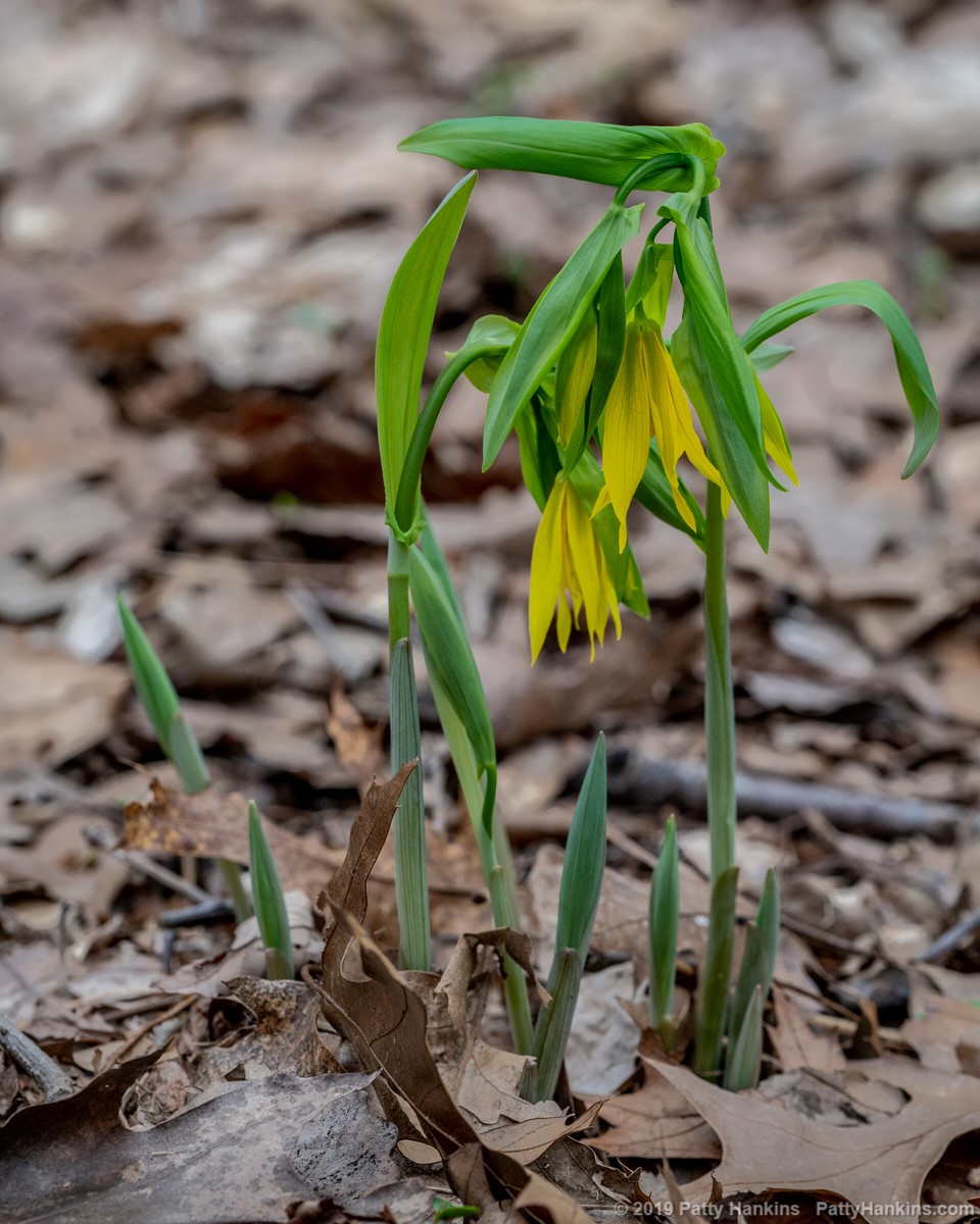 Perfoliate Bellwort - Uvularia perfoliata © 2019 Patty Hankins
