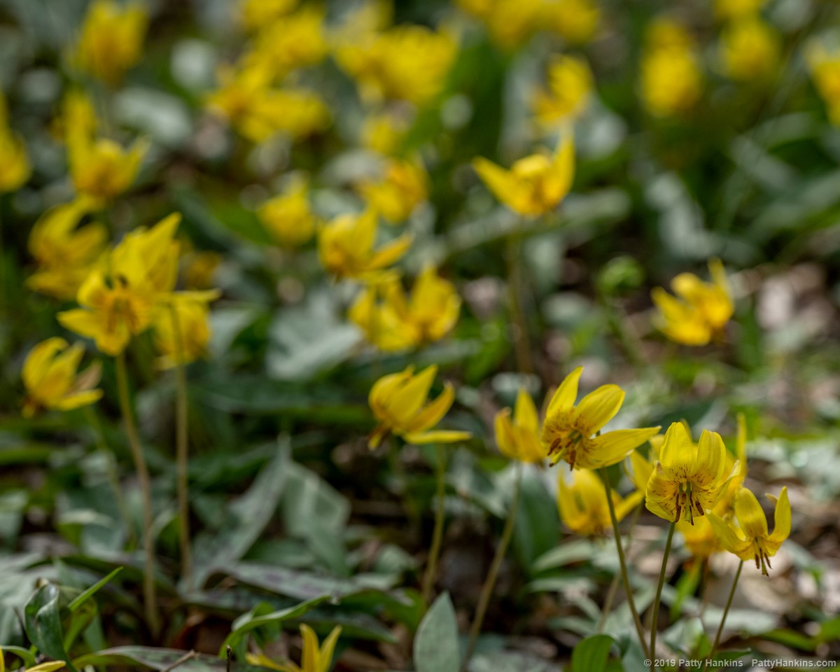Yellow Trout Lily - Erythronium americanum © 2019 Patty Hankins