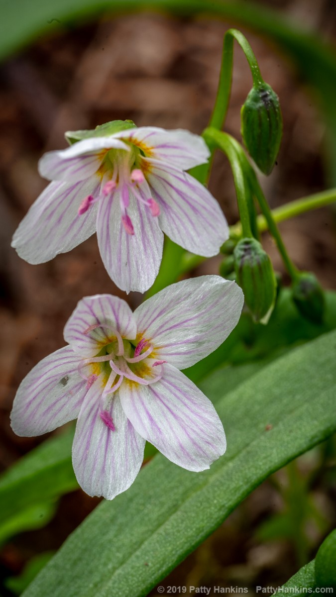 Spring Beauty - Claytonia Virginica © 2019 Patty Hankins