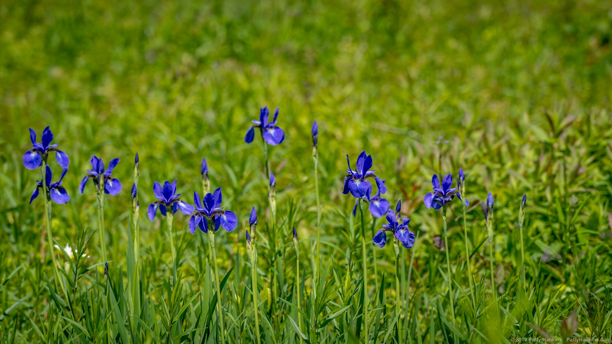 Irises in the Meadow at Ladew Topiary Gardens © 2019 Patty Hankins