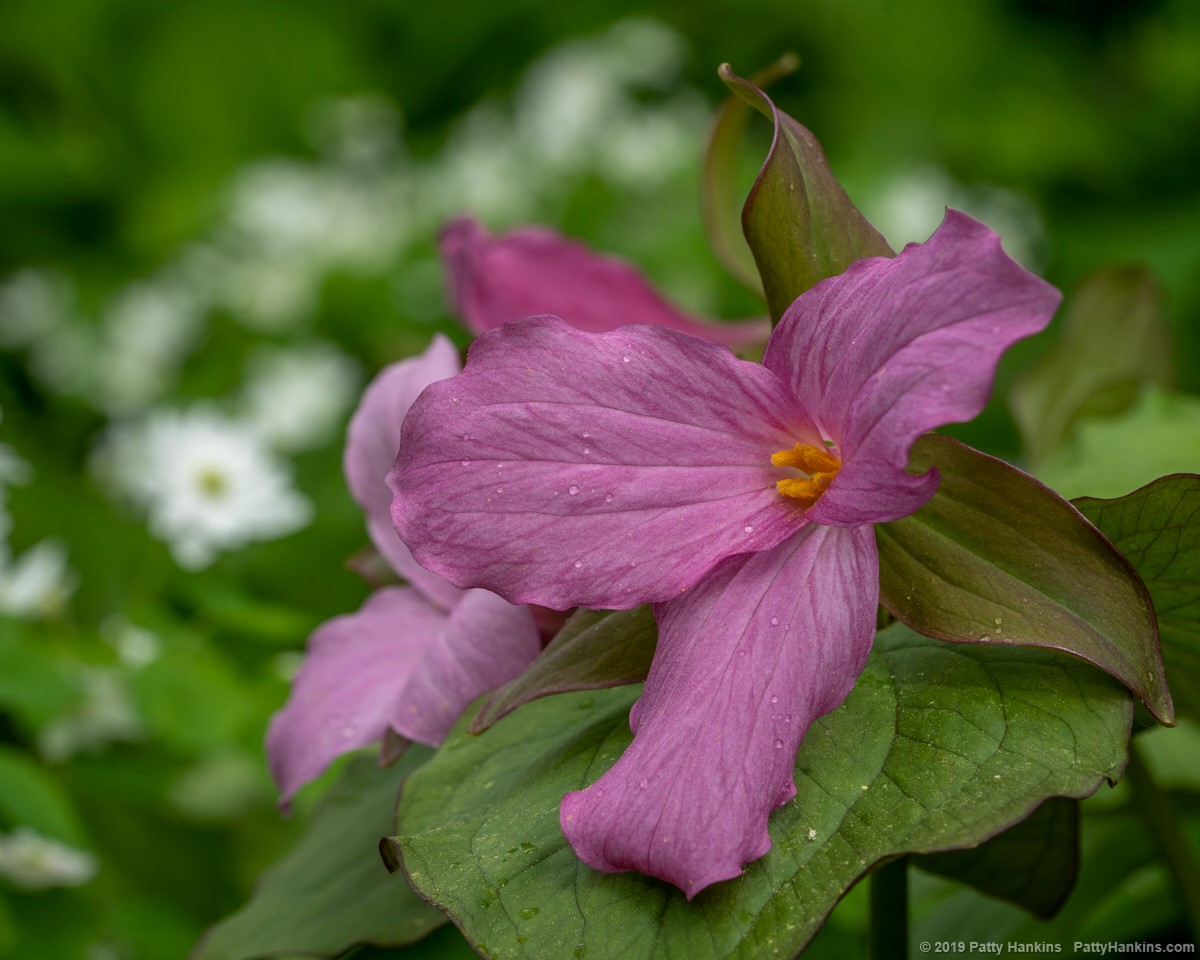 Deep Rose Purple Trillium © 2019 Patty Hankins