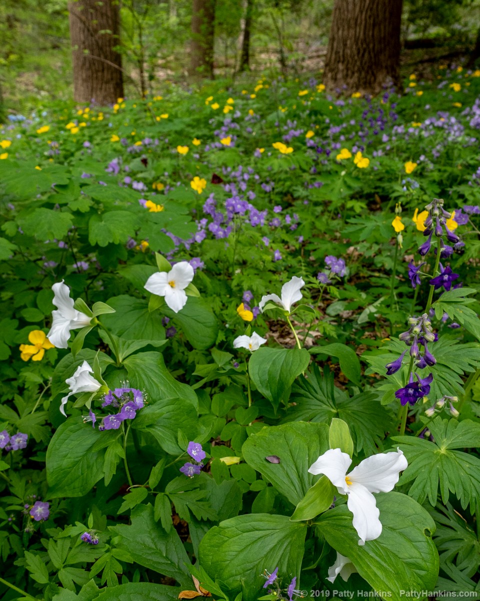 Wildflowers in the Woods