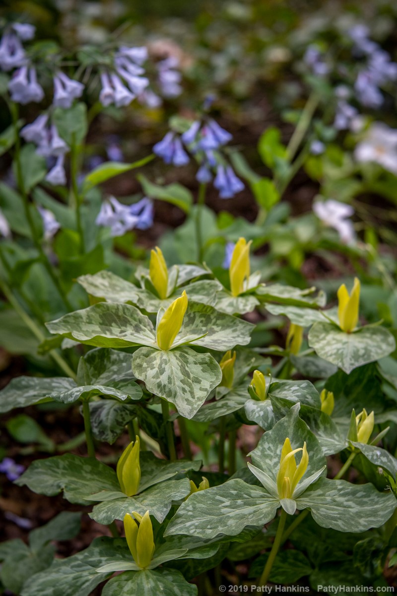 Yellow Trillium & Virginia Bluebells 