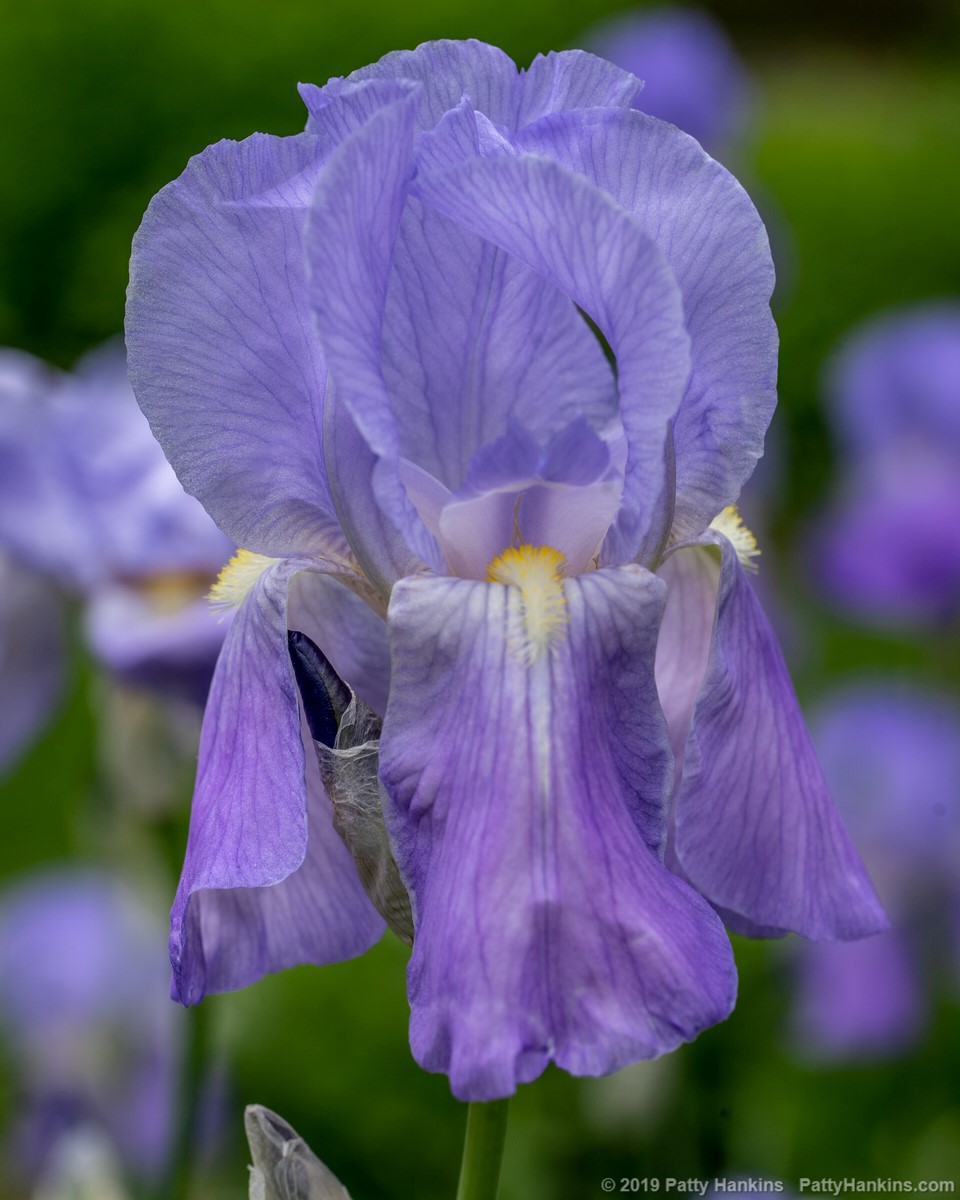 Purple Bearded Iris © 2019 Patty Hankins