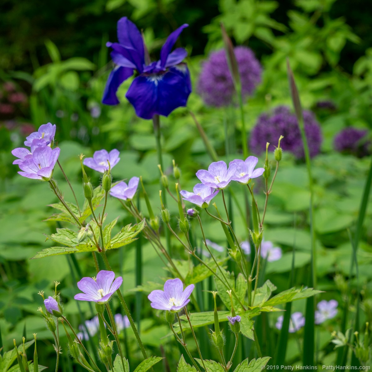 Geraniums, Iris and Allium at Chanticleer Gardens © 2019 Patty Hankins