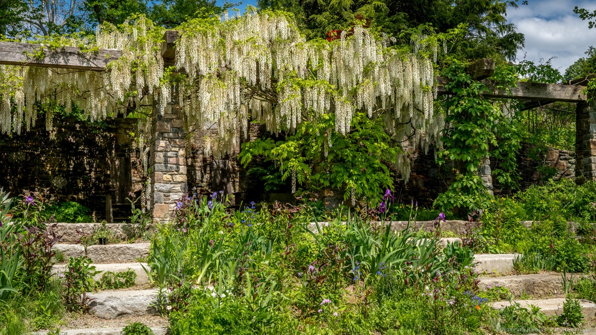 White Wisteria at Chanticleer Gardens © 2019 Patty Hankins
