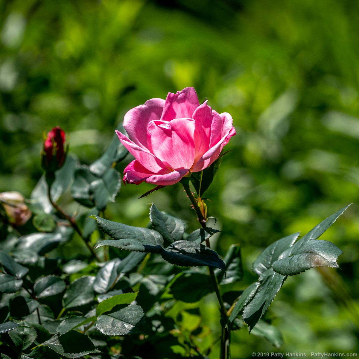 Pink Rose © 2019 Patty Hankins