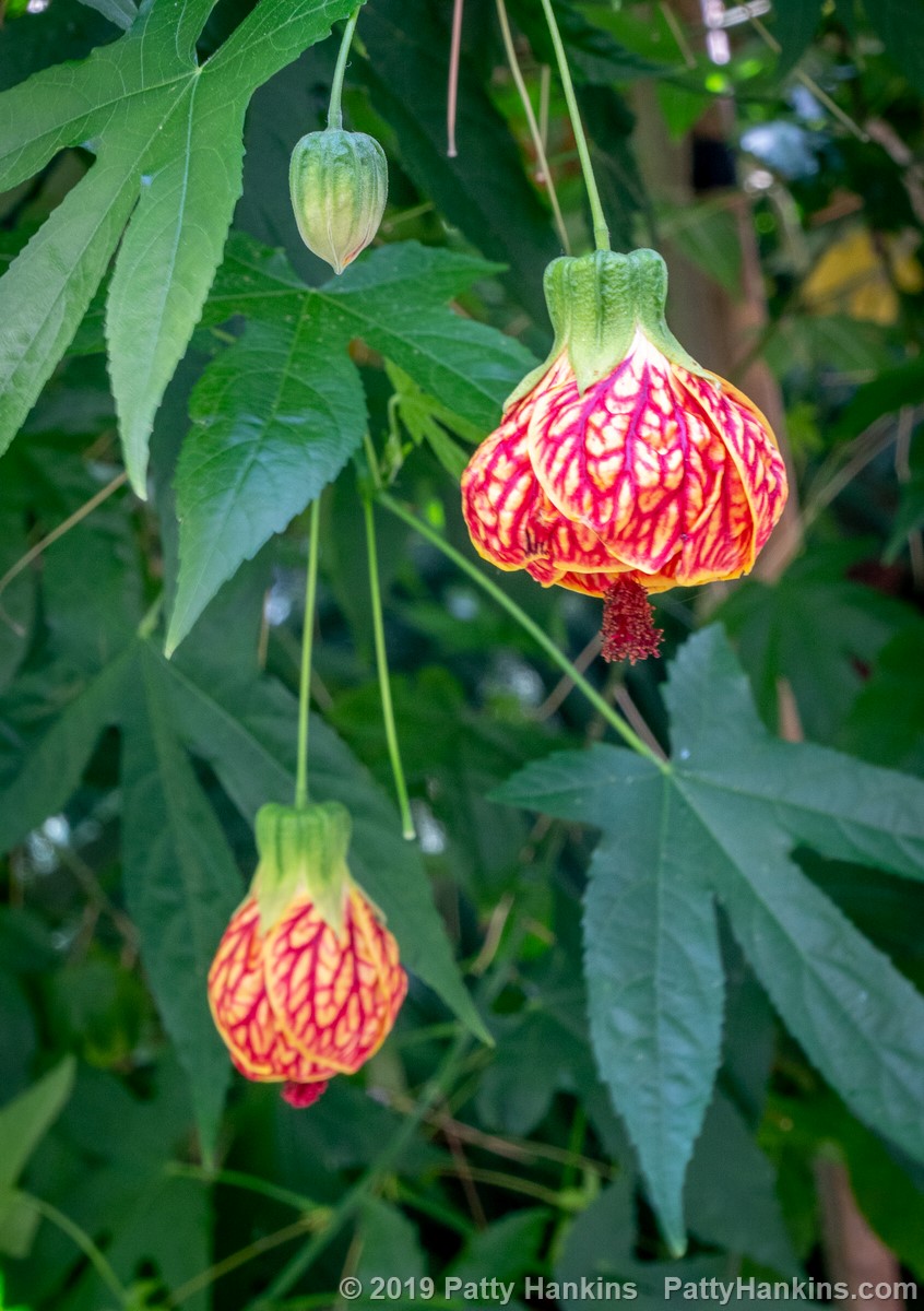 Red Tiger Flowering Maple © 2019 Patty Hankins