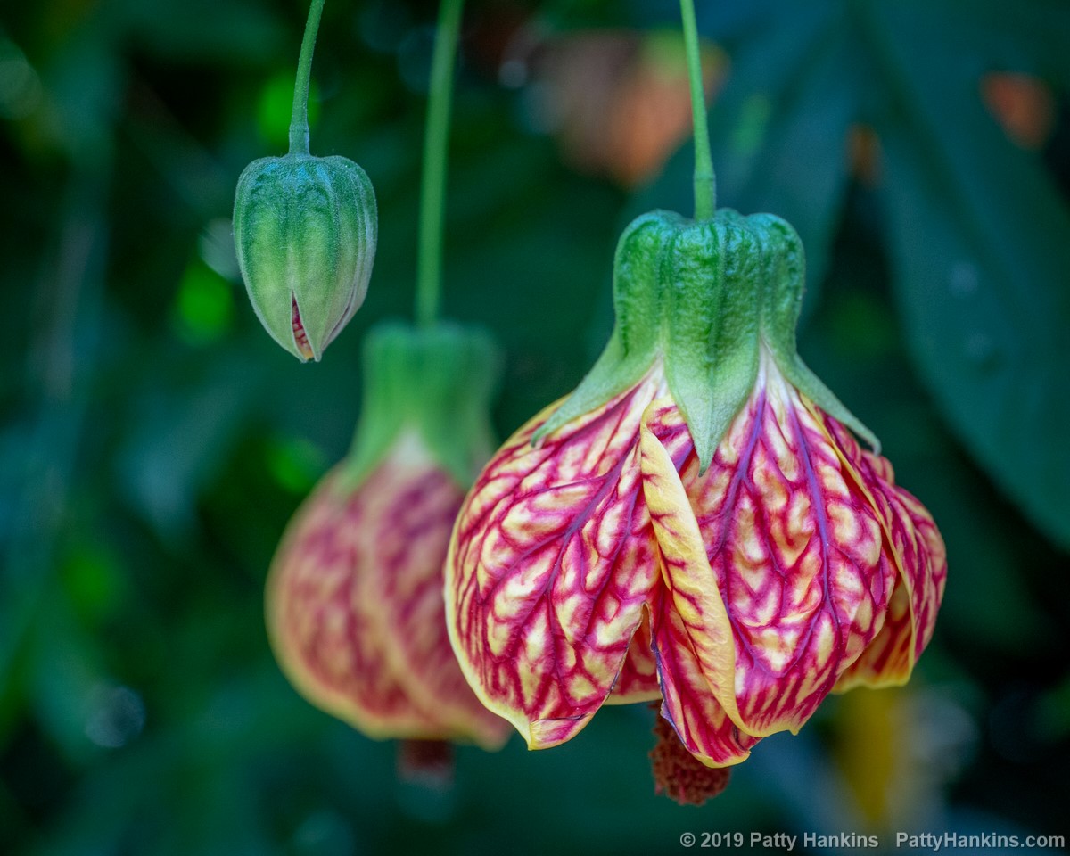 Red Tiger Flowering Maple © 2019 Patty Hankins