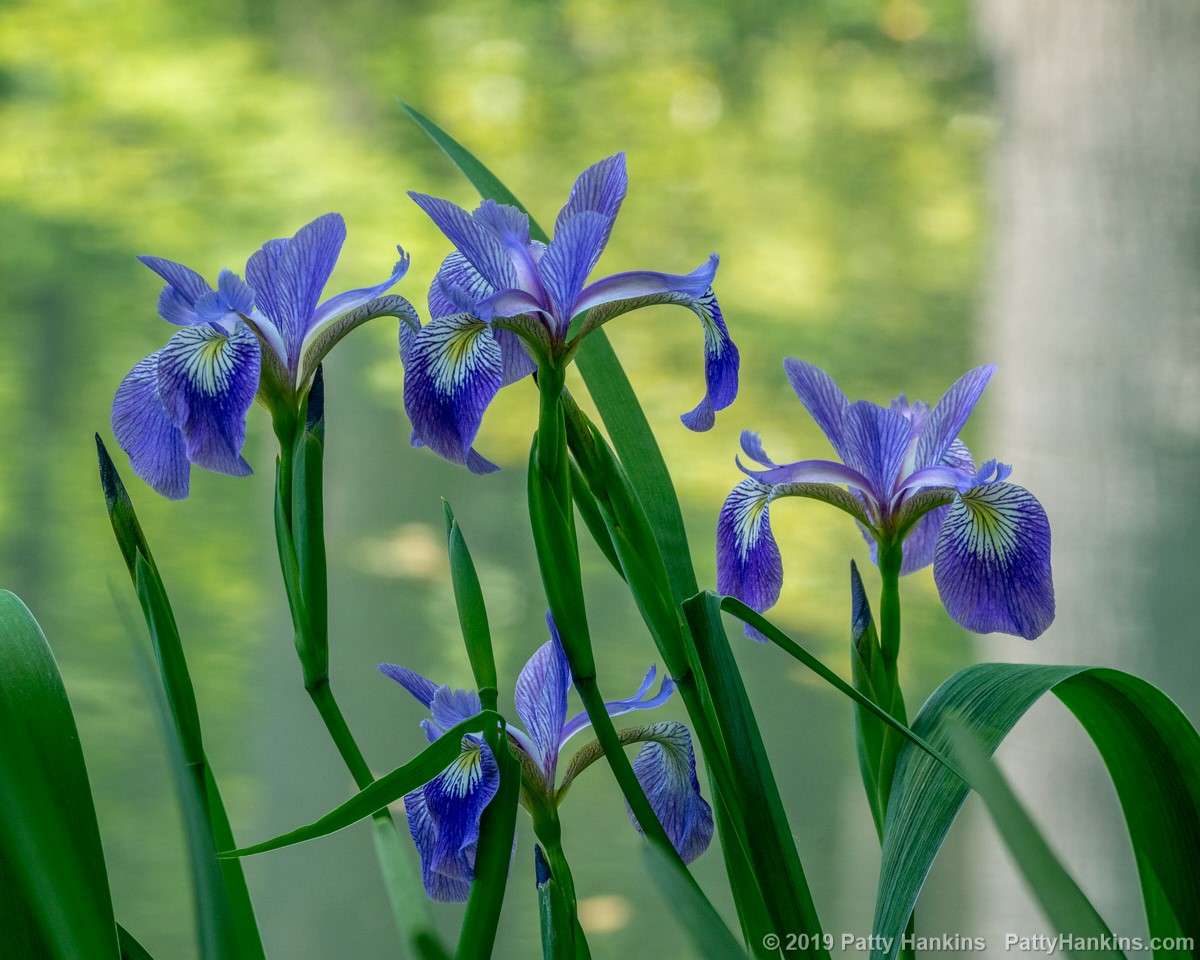 Blue Flag Irises © 2019 Patty Hankins