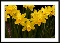 Jumblie Daffodil Photo