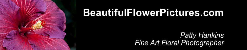 BeautifulFlowerPictures.com Patty Hankins, Fine Art Floral Photographer