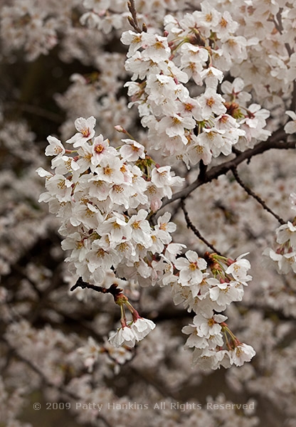 Cherry Blossoms at the National Arboretum | Beautiful Flower Pictures Blog