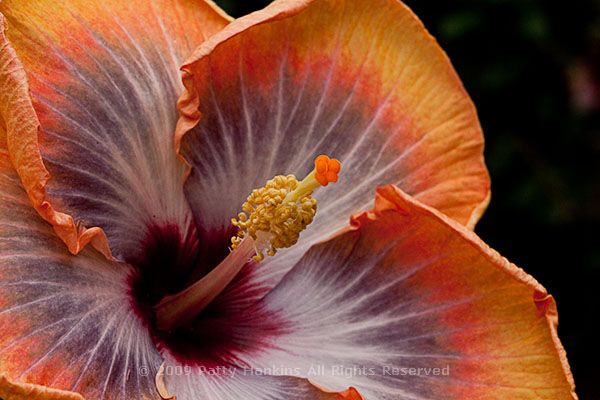 A Few More Hibiscuses – Hibiscus rosa sinensis
