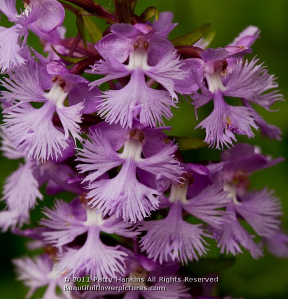 Small Purple Fringed Orchids – platanthera psycodes