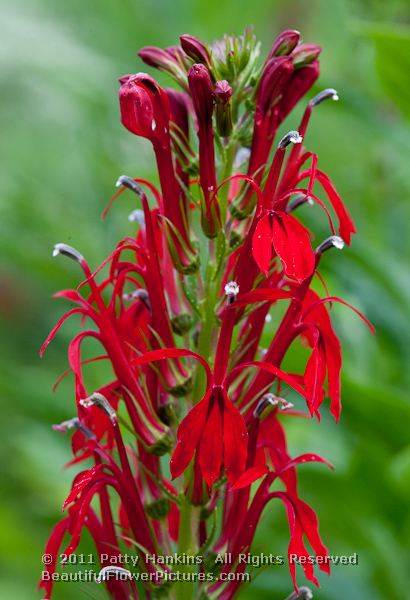 Cardinal Flower - lobelia cardinalis