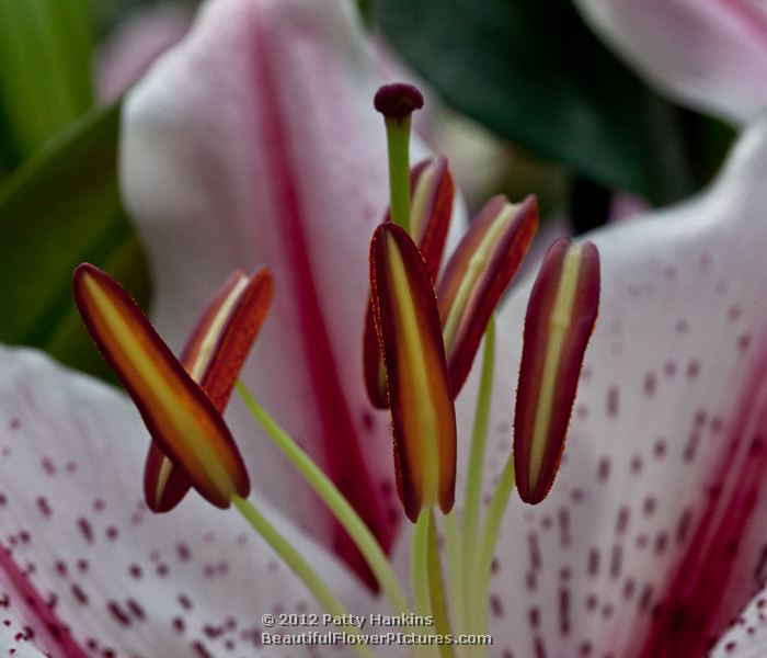 Some Lovely Lilies | Beautiful Flower Pictures Blog