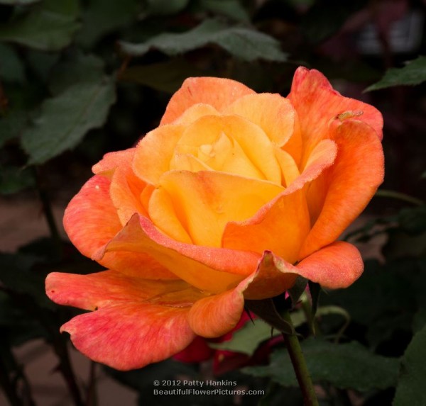 Rio Samba Roses :: Beautiful Flower Pictures Blog
