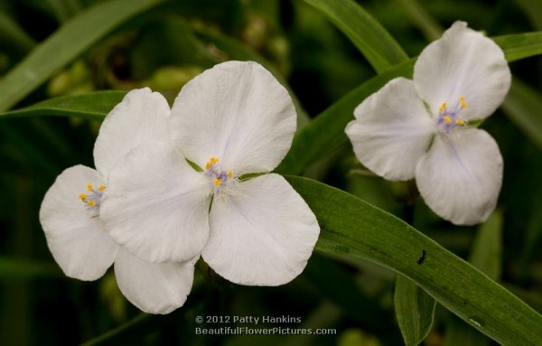 Spiderworts | Beautiful Flower Pictures Blog