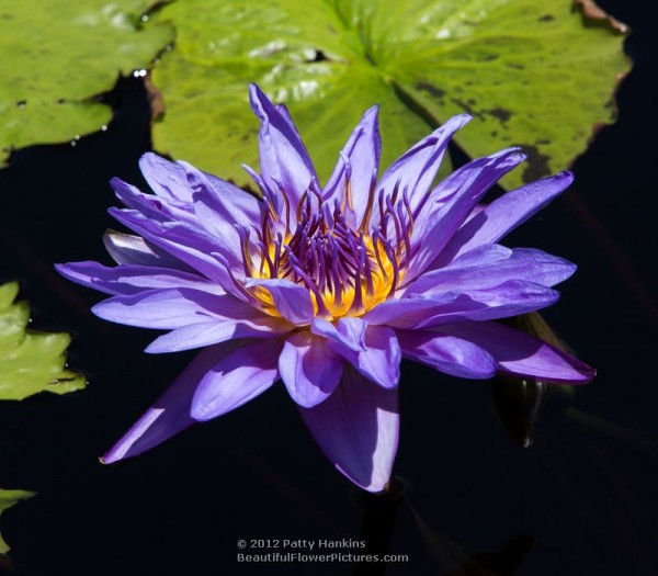 Aquarius Water Lily © 2012 Patty Hankins