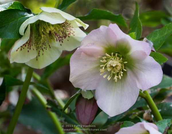 Lenten Roses - helleborus orientalis