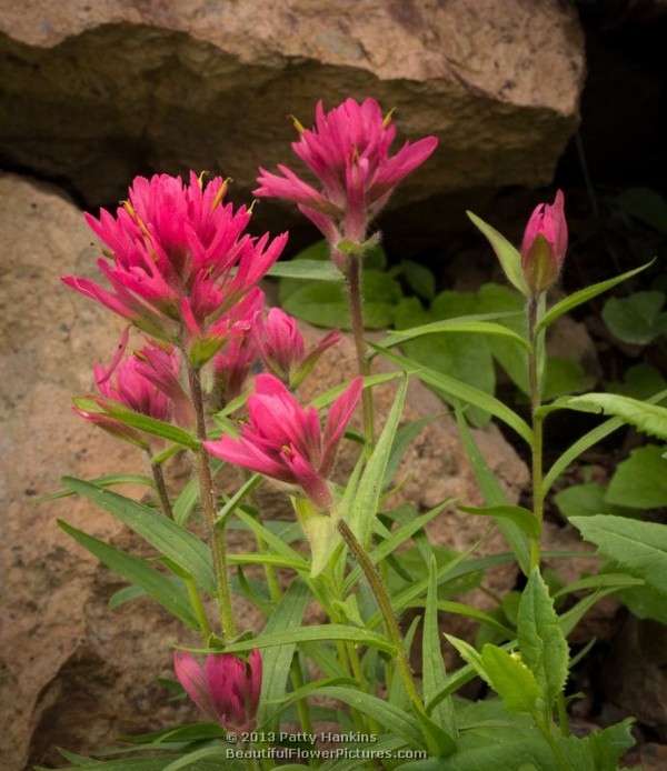Alpine Paintbrush – castilleja rhexifolia