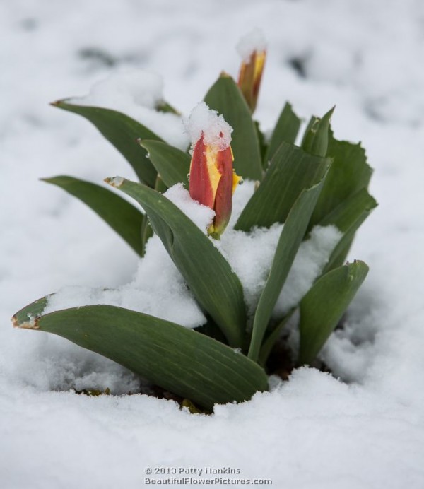 Snow covered tulips